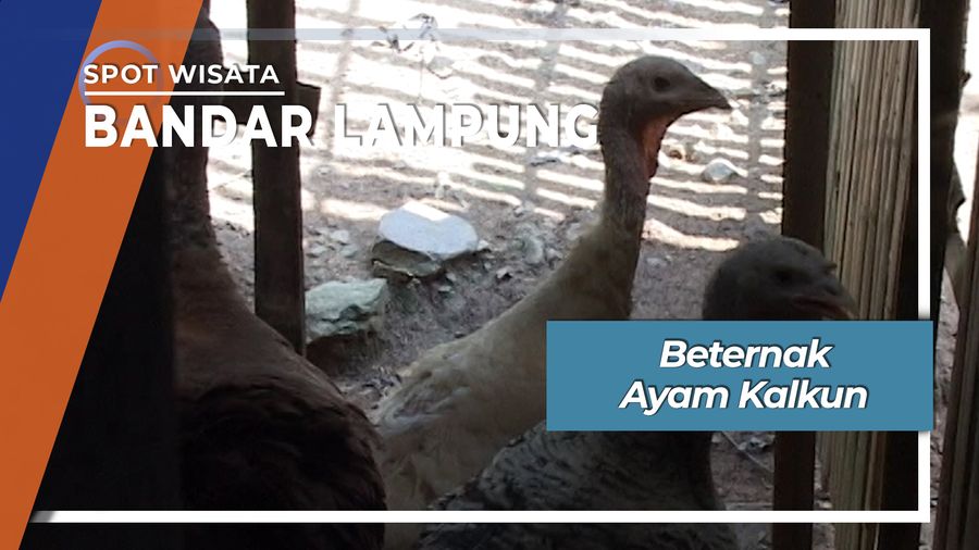 Beternak Ayam Kalkun, Bandar Lampung
