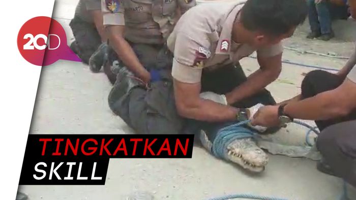 Matt dan Wilson Ajari BKSDA Untuk Selamatkan Buaya Berkalung Ban