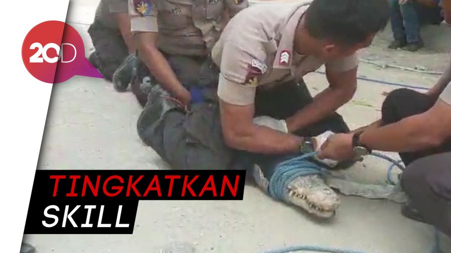 Matt dan Wilson Ajari BKSDA Untuk Selamatkan Buaya Berkalung Ban