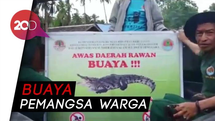 BKSDA Sultra Evakuasi Buaya Pemangsa Warga