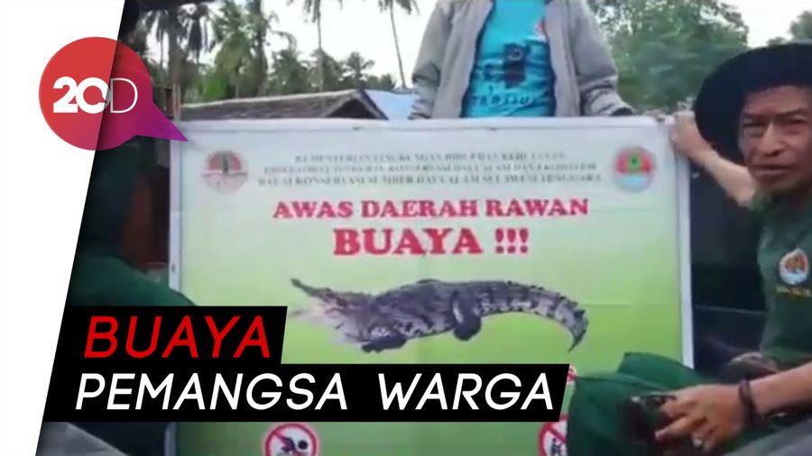 BKSDA Sultra Evakuasi Buaya Pemangsa Warga
