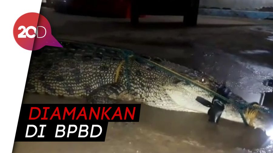 Mangsa 2 Warga, Buaya 5 Meter di Konawe Ditangkap!