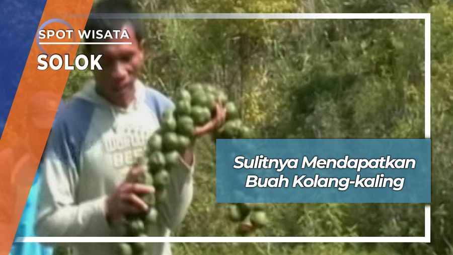 Tuna Netra Pencari Buah Kolangkaling Solok
