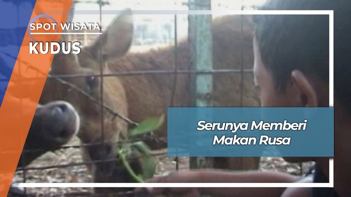 Berlibur Memberi Makan Rusa Desa Gondoharum Gebog Kudus