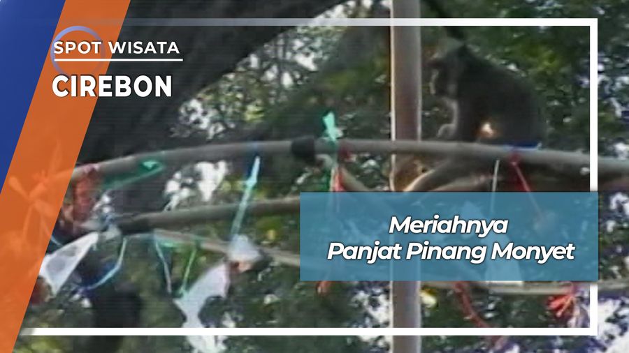 Meriahnya Panjat Pinang Kera Di Petilasan Sunan Kalijaga Cirebon