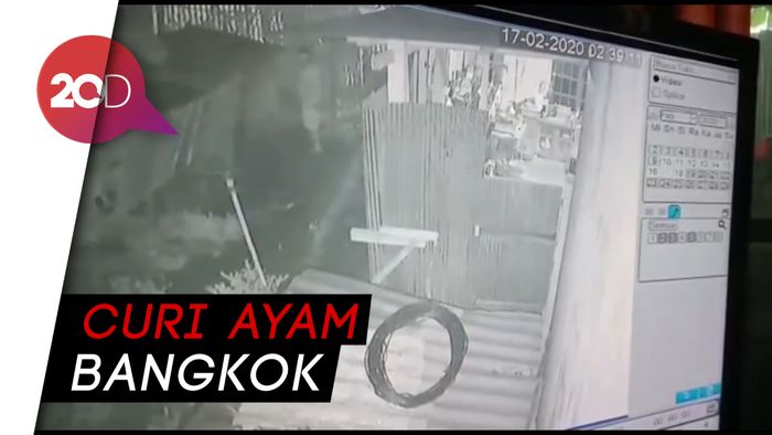 Celingak-celinguk, Aksi Maling Ayam di Mamuju Terekam CCTV