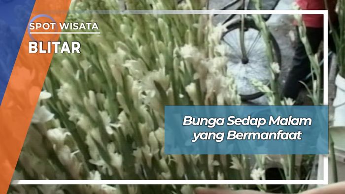 Bunga Sedap Malam Pengharum Alami Dari Jalan Kenanga Blitar