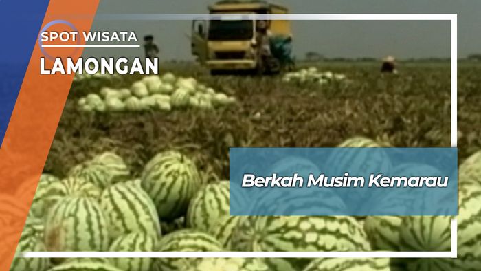 Berkah Semangka Musim Kemarau Kecamatan Sekarang Lamongan