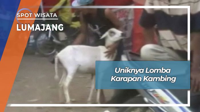 Karapan Kambing Berhadiah Sapi Desa Jatirejo Kunir Lumajang