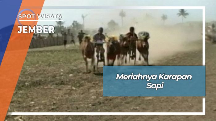 Karapan Sapi Di Perantauan Kecamatan Gumukmas Jember
