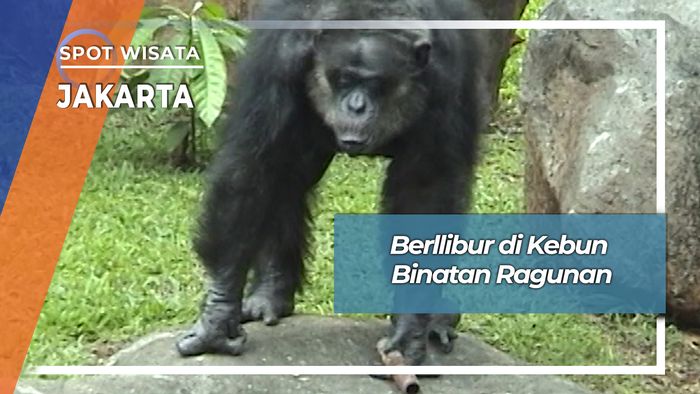 Berlibur Di Kebun Binatang Ragunan Jakarta Selatan