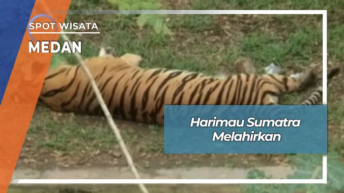 Anak Harimau Sumatra Di Medan