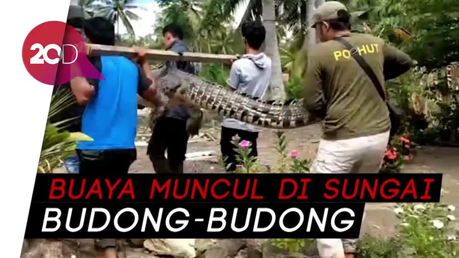 Kerap Meresahkan, Buaya di Mamuju Tengah Ditangkap Warga