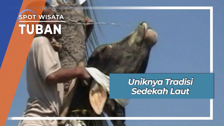 Tradisi Larung Kepala Kerbau Laut Utara Tuban Jawa Timur