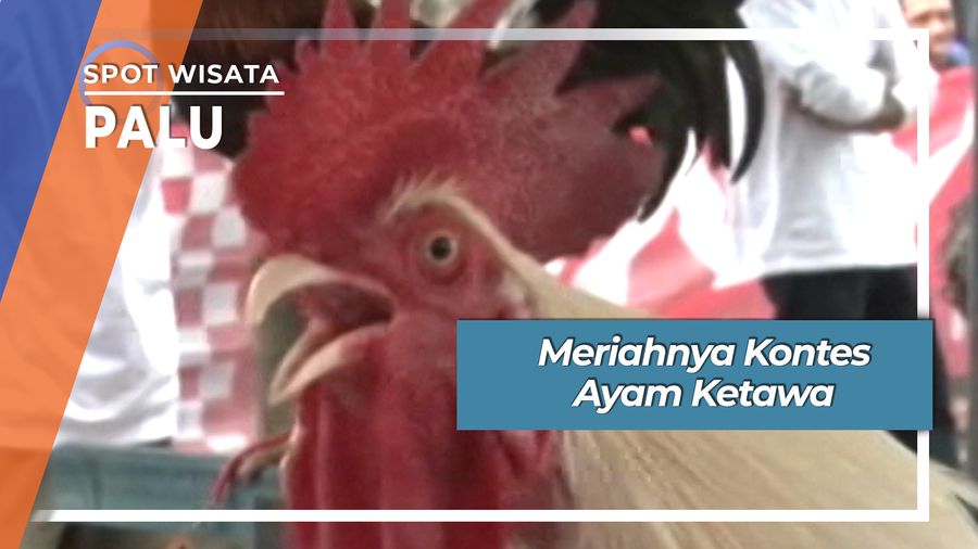 Meriahnya Kontes Ayam Ketawa Palu Sulawesi Tengah