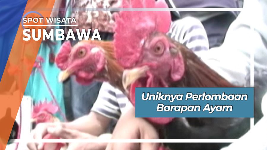 Barapan Ayam, Uniknya Perlombaan Desa Gontar Sumbawa