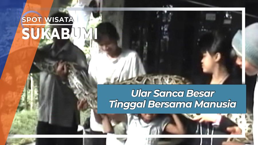 Ular Sanca Besar Tinggal Bersama Manusia Di Desa Nagrak Kidul Sukabumi 