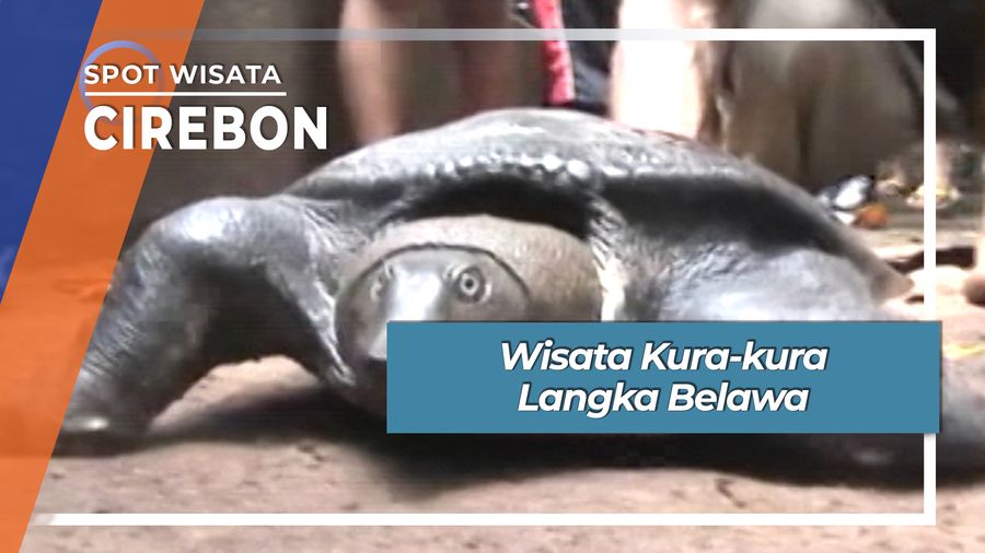 Wisata Kura-kura Langka Taman Wisata Belawa Cirebon