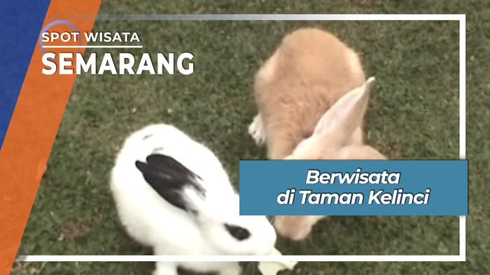 Berwisata di Taman Kelinci Semarang Jawa Tengah