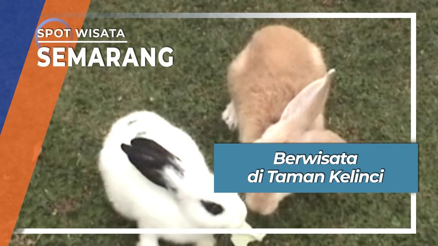 Berwisata di Taman Kelinci Semarang Jawa Tengah