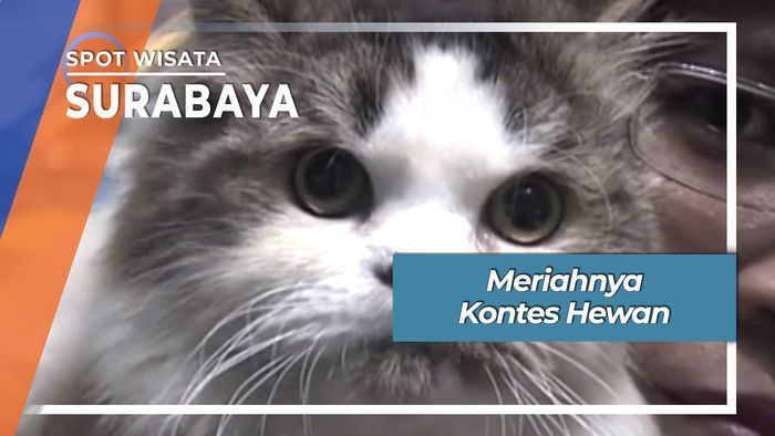 Meriahnya Kontes Hewan Surabaya