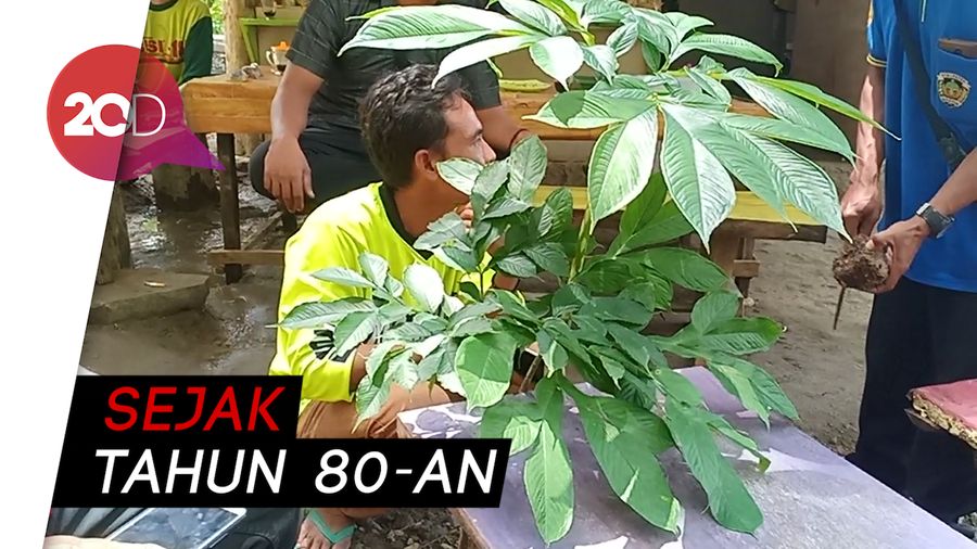 Melihat Sentra Budidaya Tanaman Porang di Gunung Pandan