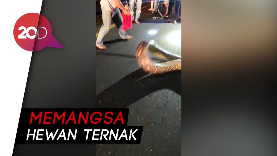 Penampakan Ular Piton Jumbo yang Turun ke Permukiman Warga di Maros