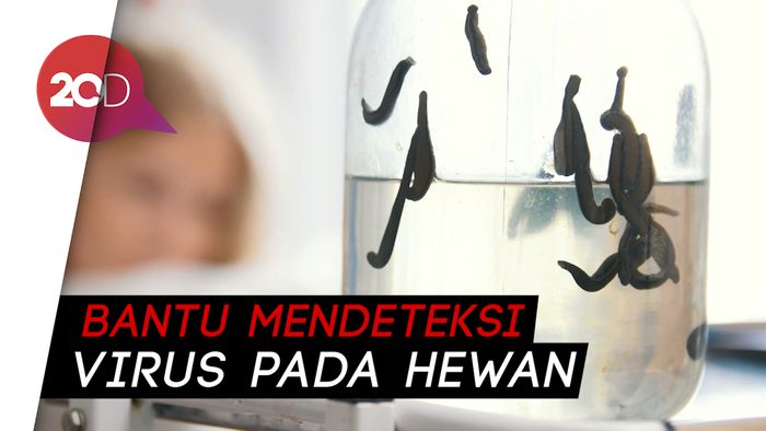 Peneliti Klaim Lintah Bisa Bantu Cegah Virus Corona