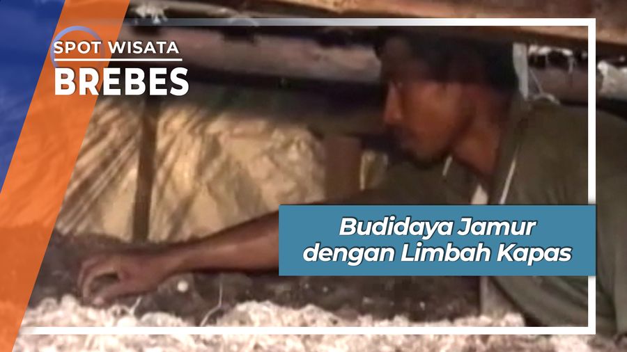 Budidaya Jamur Merang dengan Limbah Kapas Brebes