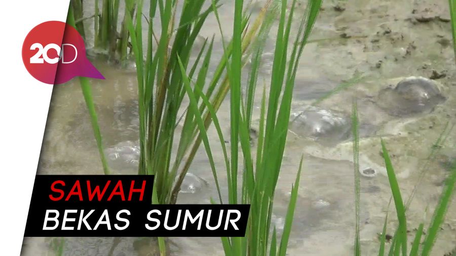  Sawah Mendidih Bikin Geger di Sumenep