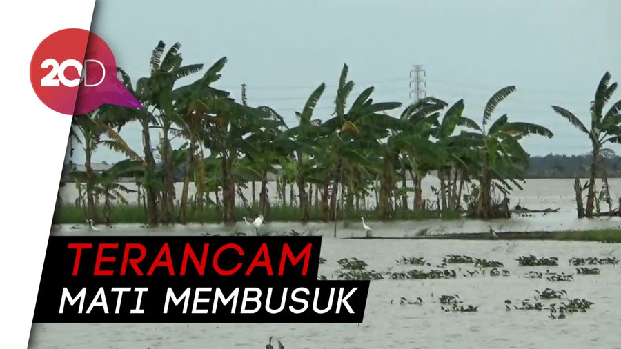 Sawah Terendam Banjir di Subang Terancam Rugi