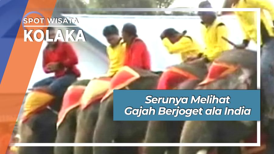 Atraksi Gajah Joget India Di Kecamatan Sabilambo Kolaka