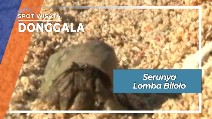 Lomba Bilolo, Serunya Balap Kerang Pulau Pasoso Donggala