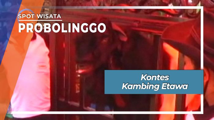 Lomba Kambing Etawa Pantai Bentar Probolinggo