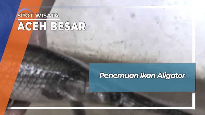 Uniknya Ikan Aligator Kecamatan Johan Pahlawan, Aceh Besar