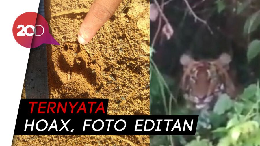 Bikin Heboh Sebarkan Isu Kemunculan 5 Harimau, Syawaludin Minta Maaf