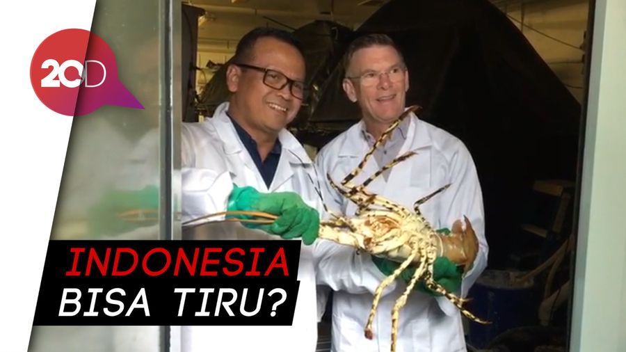 Menteri Edhy Prabowo Berguru Budi Daya Lobster dan Salmon ke Tasmania