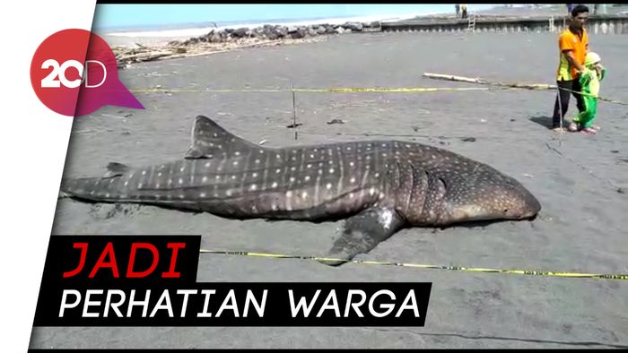 Hiu Paus Mati setelah Terdampar di Pantai Congot