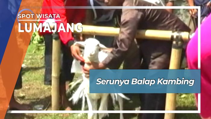 Serunya Balap Kambing Ala Desa Selok Awar-awar Lumajang