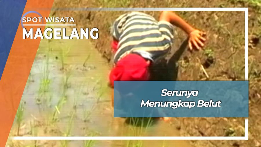 Serunya Menangkap Belut Desa Bandongan Magelang