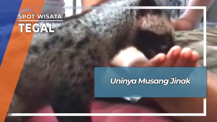 Uniknya Musang Jinak Di Panggung Tegal