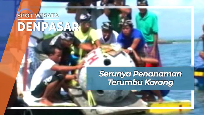 Serunya Penanaman Terumbu Karang Pulau Serangan Denpasar