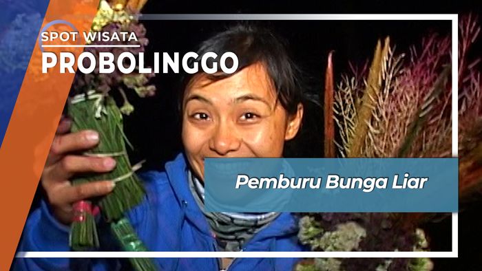 Pemburu Bunga Liar Bukit Penanjakan Bromo Jawa Timur