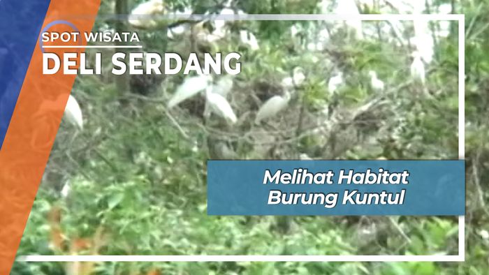 Habitat Anti Perburuan Burung Kuntul Tambak Deli Serdang Sumatera Utara
