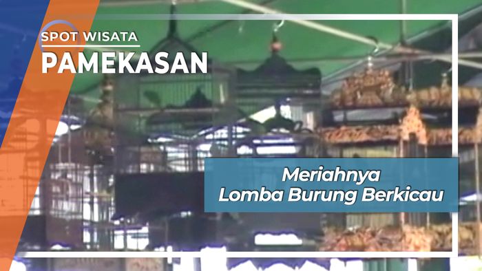 Meriahnya Lomba Burung Berkicau Pamekasan Madura