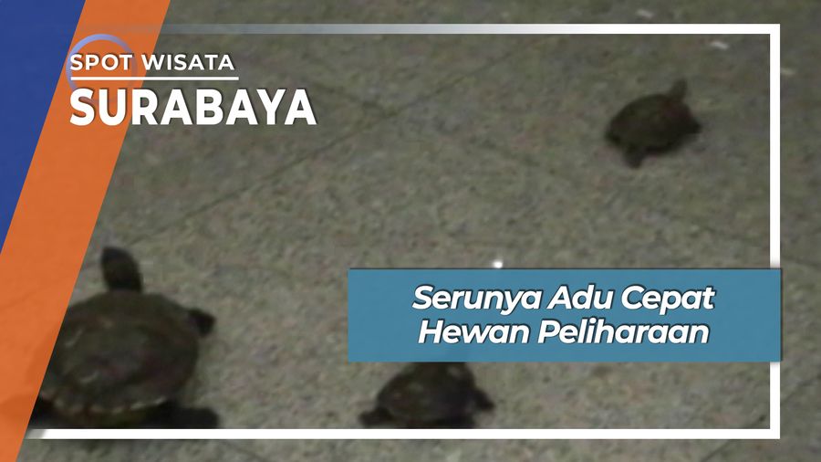 Serunya Adu Cepat Hewan Peliharaan Surabaya