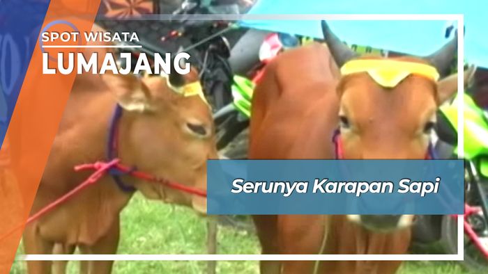 Serunya Karapan Sapi Dusun Ranupakis Klakah Lumajang