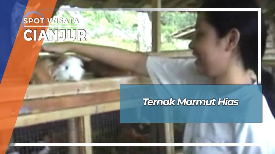 Lucunya Marmut Hias Ternak Asal Desa Sukasari Cianjur
