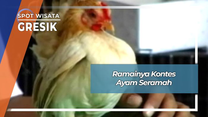 Ramainya Kontes Ayam Seramah Gresik