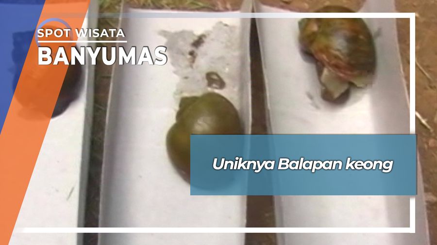 Uniknya Keong Balap Banyumas Dibuat Sate